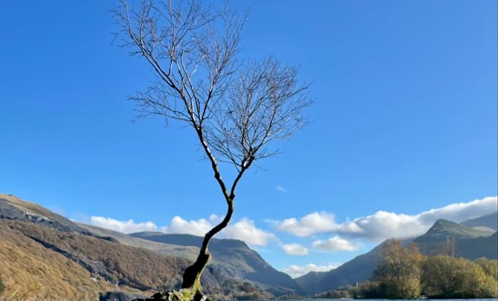 The famous lone tree growing on the shores of Llyn Padarn with mountains and water as a backdrop.